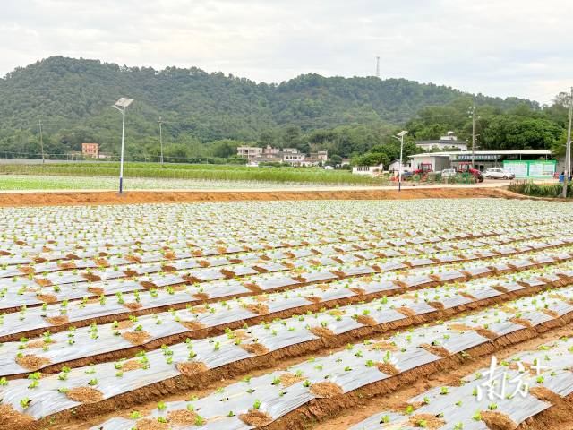 车村落供销农场破费基地