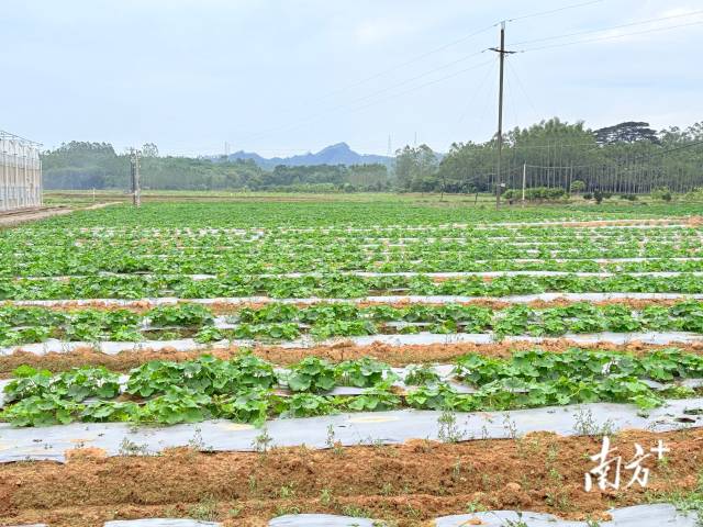 楼下村落供销相助社破费基地