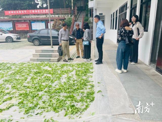 组织专家到实地考察调研。 受访者供图