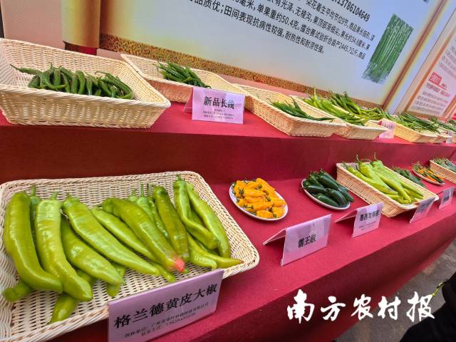 参赛送展的辣椒新品种。