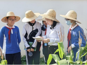 孙蕾老师指导学生为玉米人工授粉。