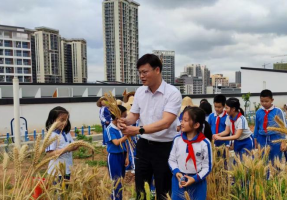 朱灵辉校长指导学生认识小麦。