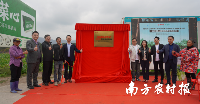连州菜心标准种植示范基地揭牌。