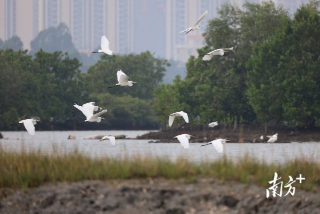 一群候鸟在水东湾水面上空飞掠。周启昌 摄