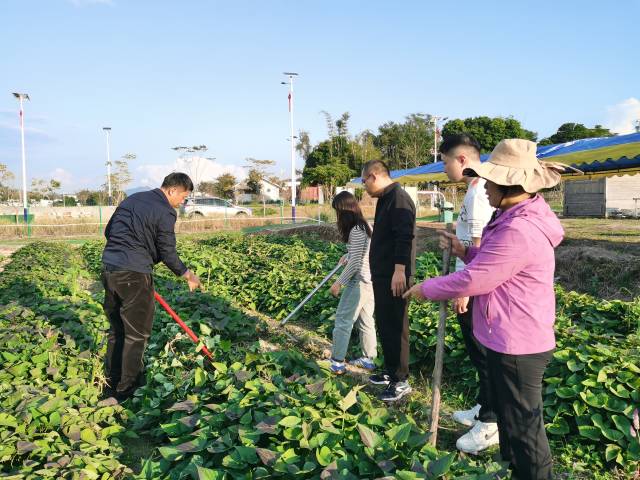 使命队散漫省农科院、华南农业大学科研团队，向义合镇救济了甘薯苗，在7个村落夷易近小组睁开试验种植。 