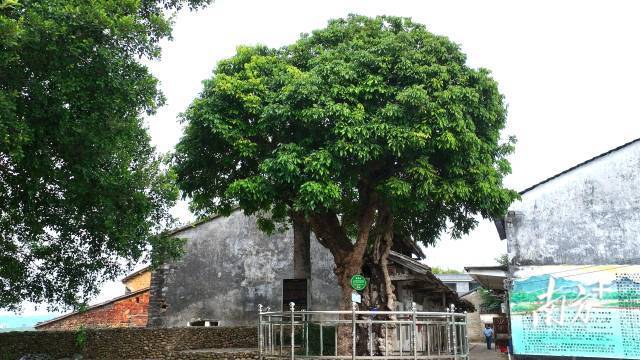 古龙眼树仍旧枝繁叶茂。陈咏怀 摄