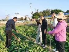 驻东源义合镇工作队：聚链成势，打造特色农业产业集群 | 驻在千镇万村③