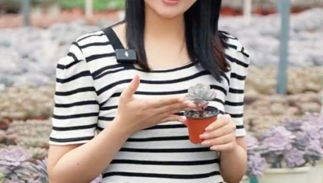 视频｜来南沙榄核，用甄嬛传的方式打开多肉世界