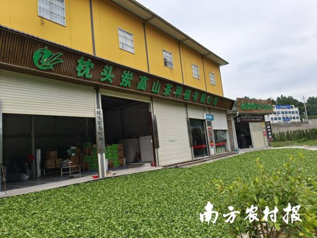 春天的饶平县枕头岽高山茶种植有限公司。