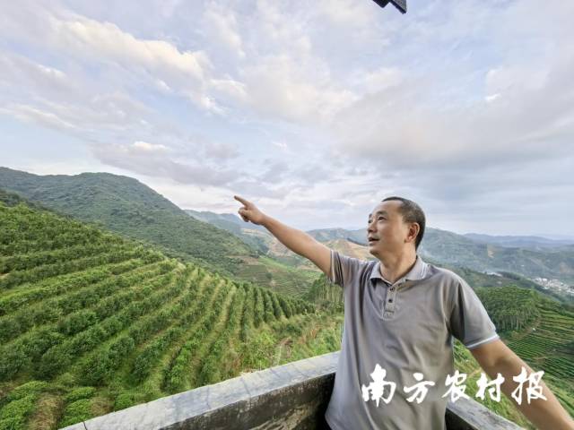 曾大庆在茶园内。 