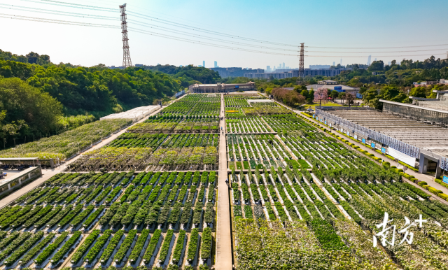 田间地展现场，5000余品种等待着行业人的检阅。
