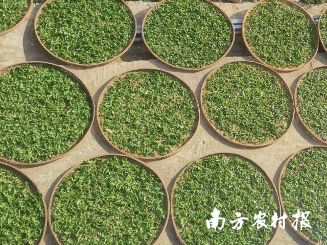 春天的饶平县枕头岽高山茶种植有限公司晒青场。