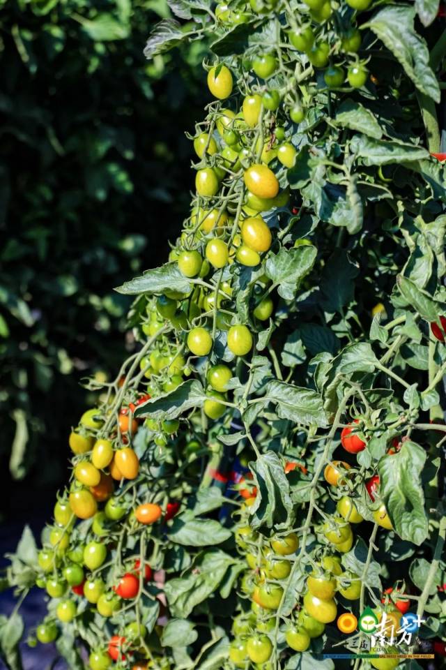 田间展示的番茄品种，产量兼品质都十分优秀。