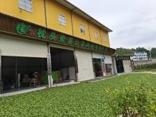 凤凰单丛香湾区，四款经典香型将亮相潮州橄榄文化周 | 潮企“橄”为人先⑥