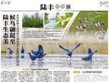 陆丰生态美 候鸟翩跹至｜速览《南方日报·陆丰视窗》第76期