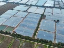 亩产最高2000斤，“渔草共生”养殖有多强？