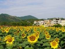 新丰楼下村：聚力“百千万工程”，擦亮全国文明村底色