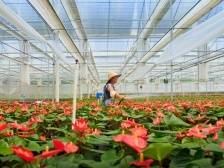 翁源江尾镇：以“绿”为底 以“兰”兴业 以“产”富民