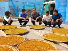 资源活起来，乡村美起来，江门驻镇帮镇扶村三年揭开新篇章