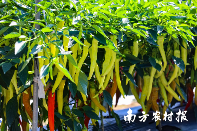 南方农村报 谭家富 拍摄