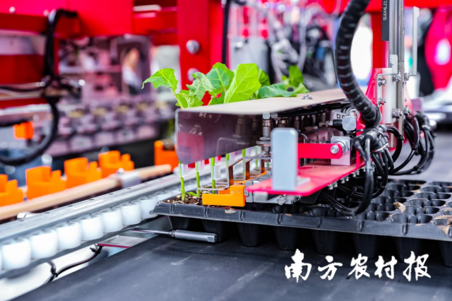 现场展出广东自主研制的茄果嫁接机。  
