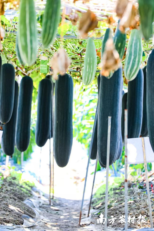 南方农村报 谭家富 拍摄