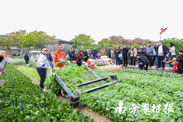 机收蔬菜吸引大量人员驻足观看。  