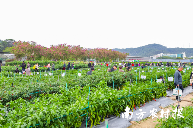 良种良法展，现场看品种。  