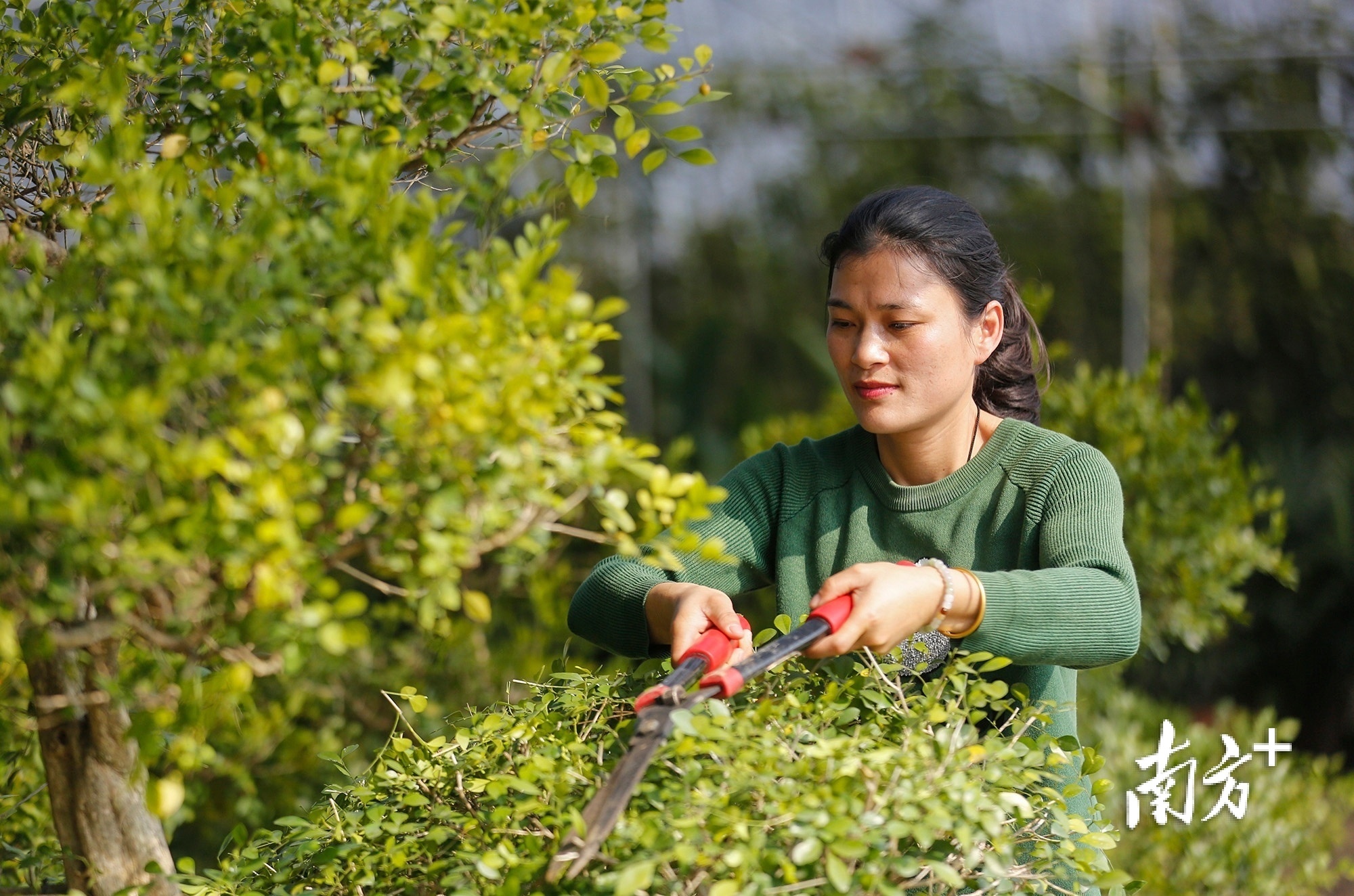 李园满获评中山市“乡村工匠”生产应用花卉种植工程师。 南方+ 叶志文 拍摄