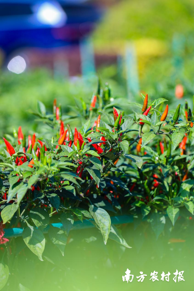 南方农村报 谭家富 拍摄