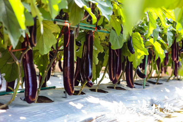 南方农村报 谭家富 拍摄