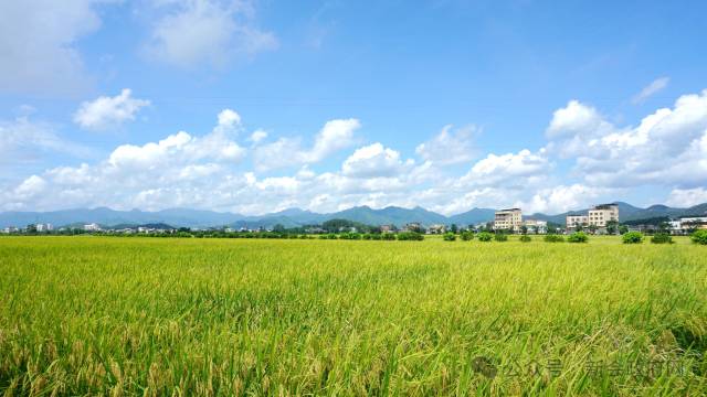 新会稻田。图片来源新会政府网