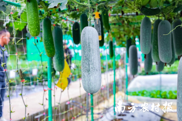 南方农村报 谭家富 拍摄