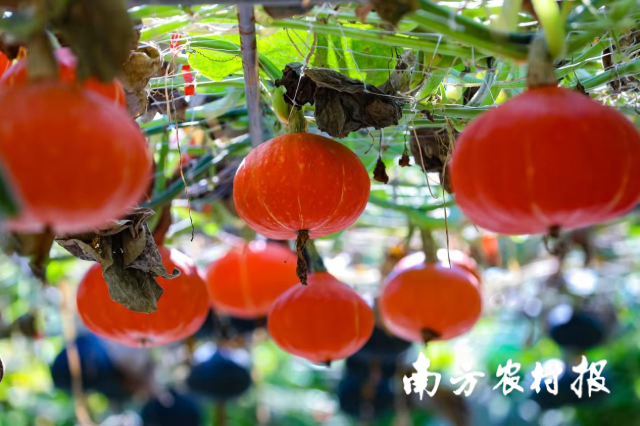 南方农村报 谭家富 拍摄