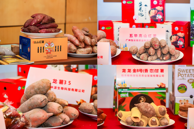 多樣化的廣東甘薯品種,。