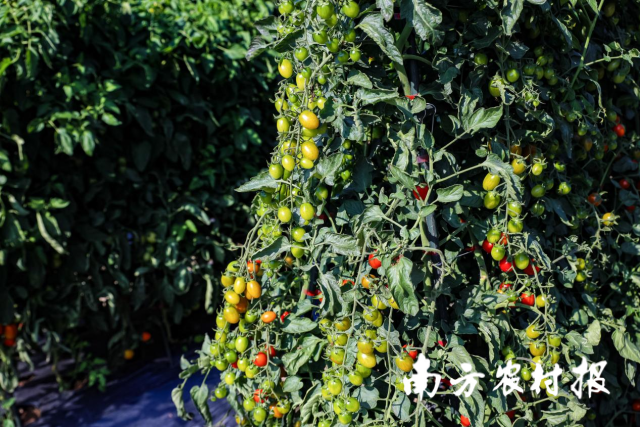 南方农村报 谭家富 拍摄