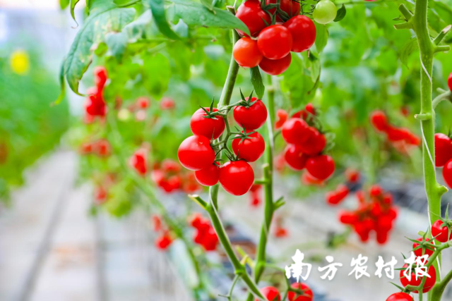 南方农村报 谭家富 拍摄