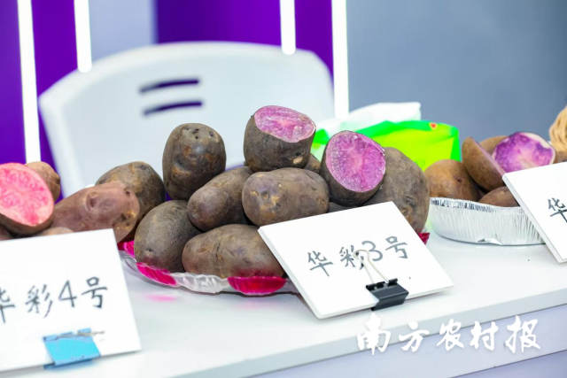 广东薯业综合展区展出部分甘薯品种。