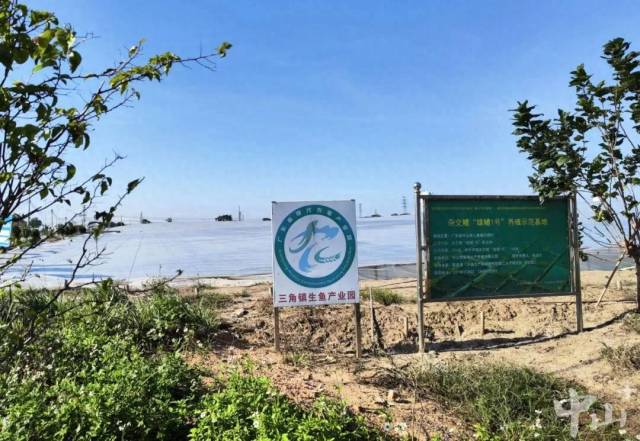 海大集团旗下容海三角基地已经搭起了一个个的冬棚。