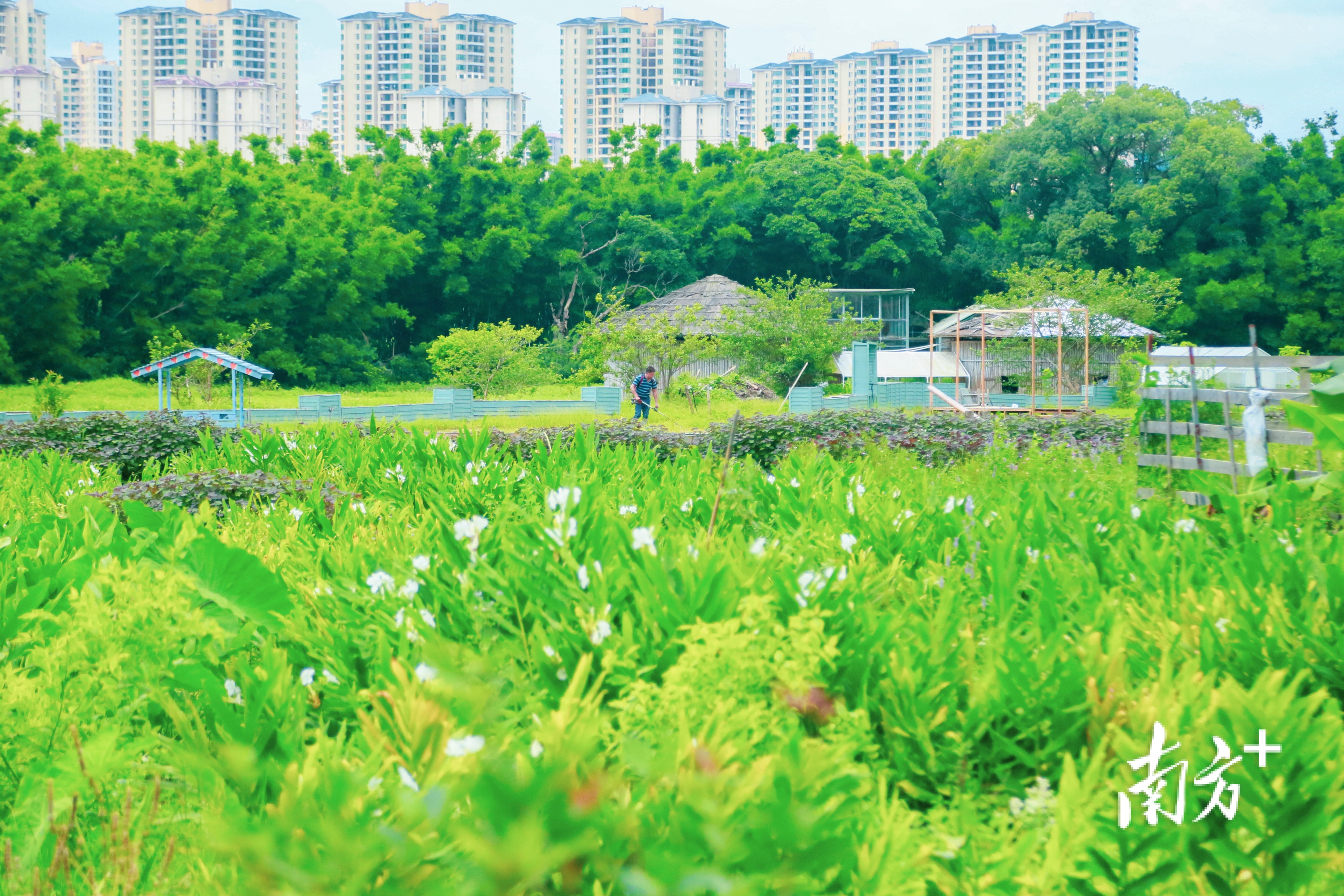 五桂山桂南村。 卢子衡 摄