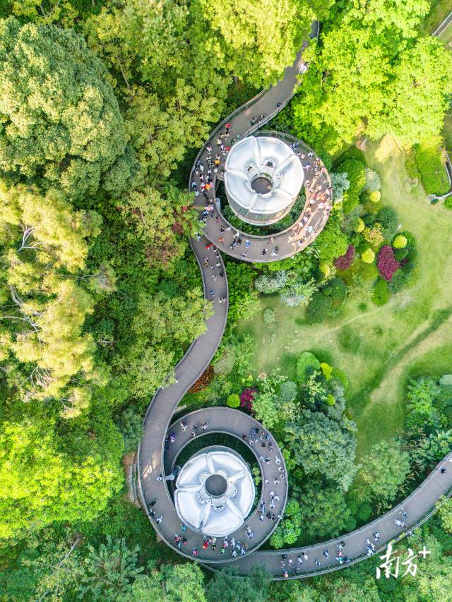 广州云萝植物园，空中俯瞰步道，宛若一双眼睛。南方+拍客 谢镇炜 摄
