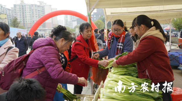 市夷易近现场推销品质优异的连州菜心