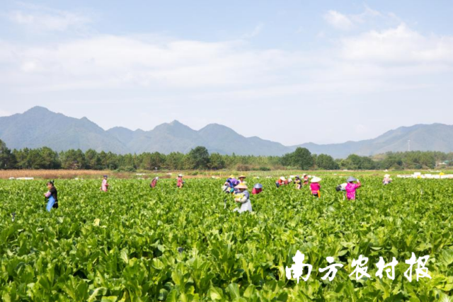 农户忙采连州菜心。
