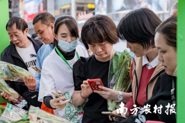 連州菜心入灣展銷推介。