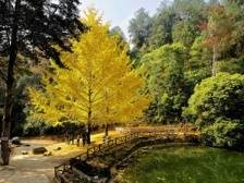 立足“山水风光、文化旅游”特色镇，南雄帽子峰打造“银杏染秋，醉美小镇”