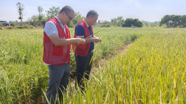 点赞！汕尾市农业科技特派员（轻骑兵）斩获9项省级荣誉
