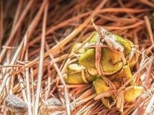 莞览非遗｜东莞三宝：朴实的时间馈赠，独特的本土味道