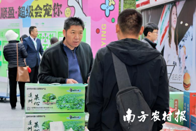 现场展销火爆，众多市民驻足了解、购买连州菜心。