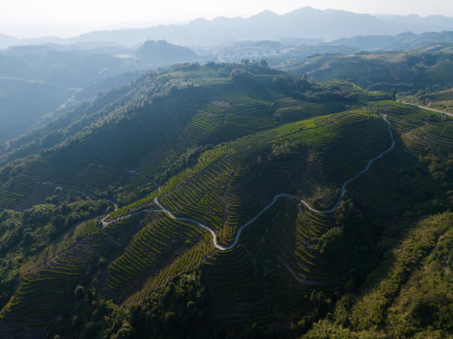 大洋国际生态旅游区连绵的万亩茶山