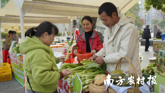 2024连州菜心开卖嘉年华连州会场同样火爆。